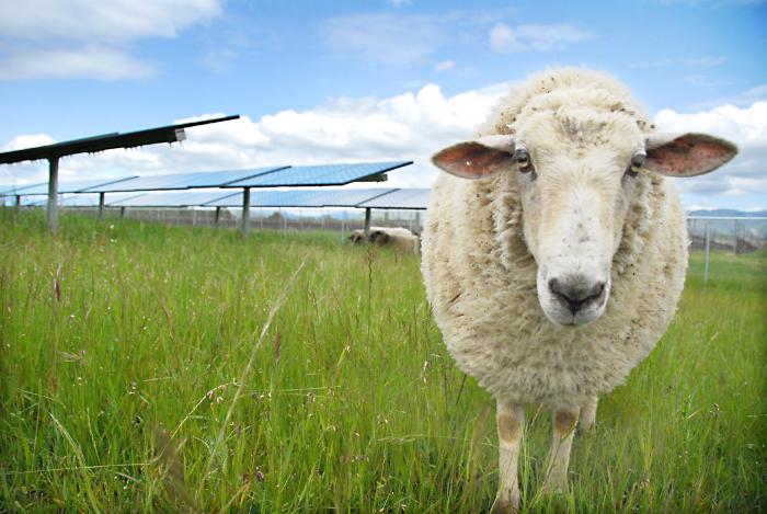 Sheep on Solar Farm